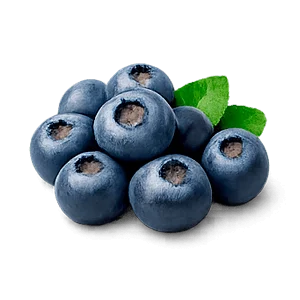 Cistenium — arándano azul (Vaccinium corymbosum)
